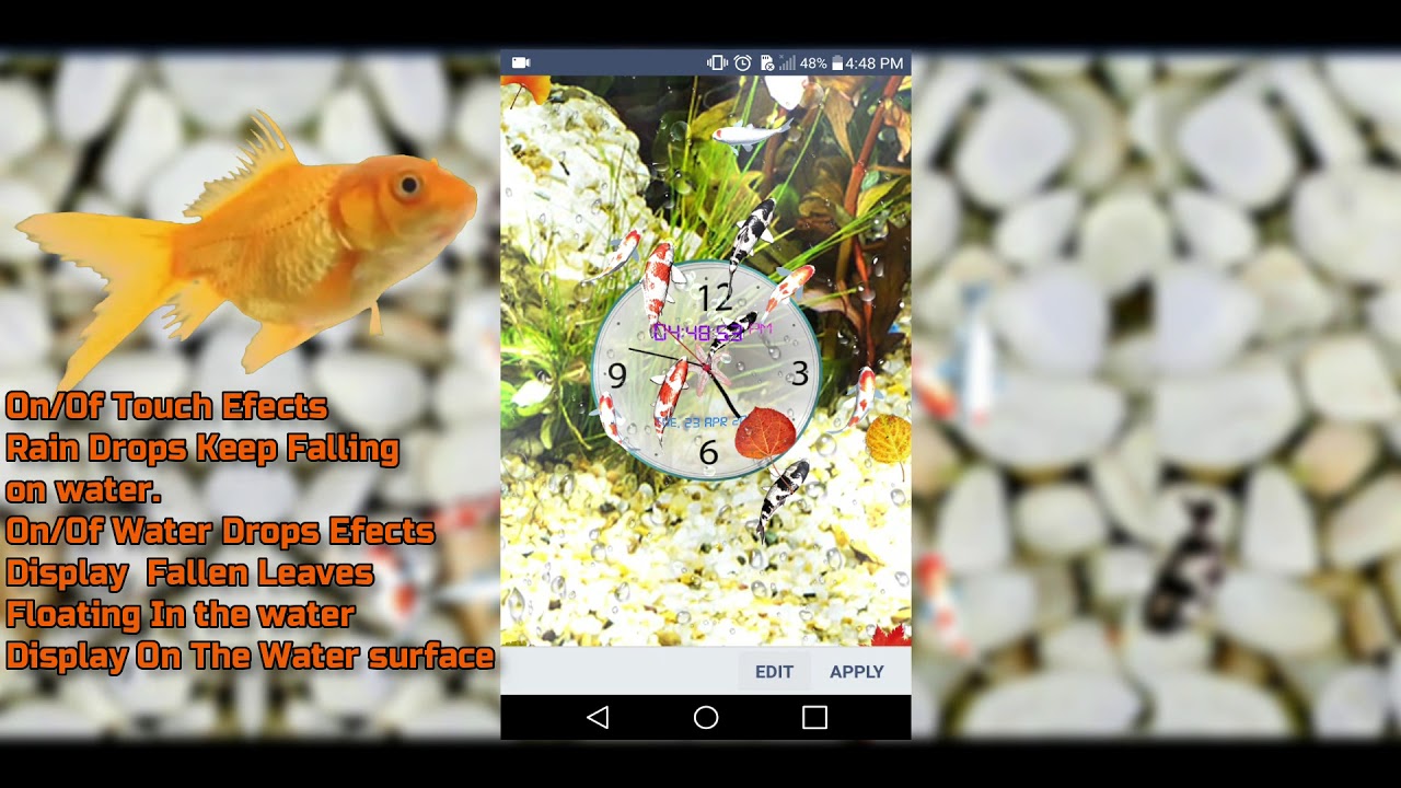 Feeder Fish - HD Wallpaper 