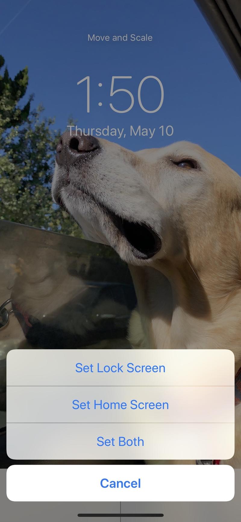 Iphone Dog Wallpaper For Screen - HD Wallpaper 