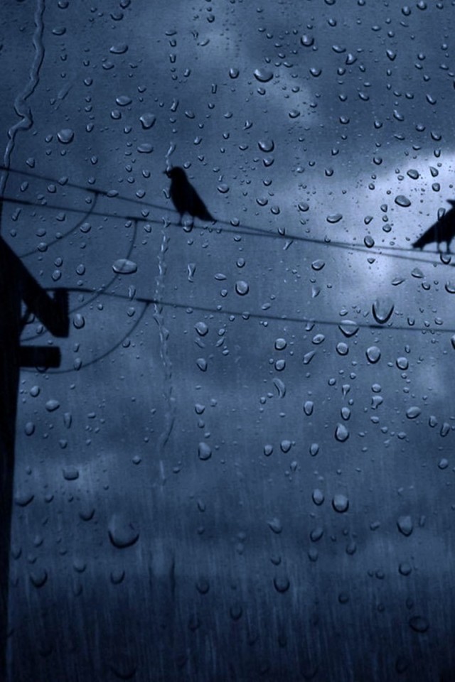 Rain, Crows, Weather - Rain Wallpaper Rain Weather - HD Wallpaper 