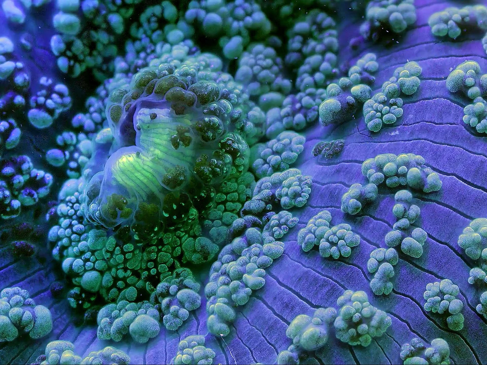 Underwater - HD Wallpaper 