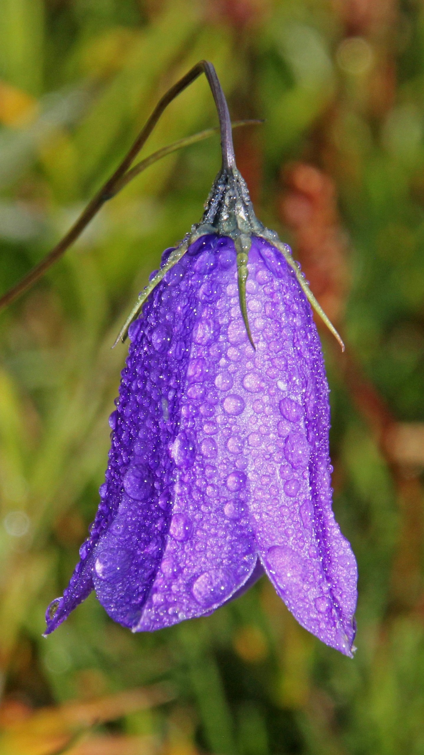 Bellflower Campanula Flower Drops Wallpaper - Violet Tulip For Note 5 - HD Wallpaper 
