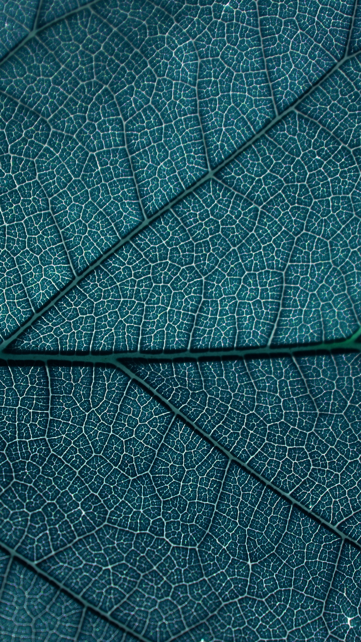 Leaf Blue Dark Nature Texture Pattern Android Wallpaper Iphone X Leaf Wallpaper Hd 1242x2208 Wallpaper Teahub Io