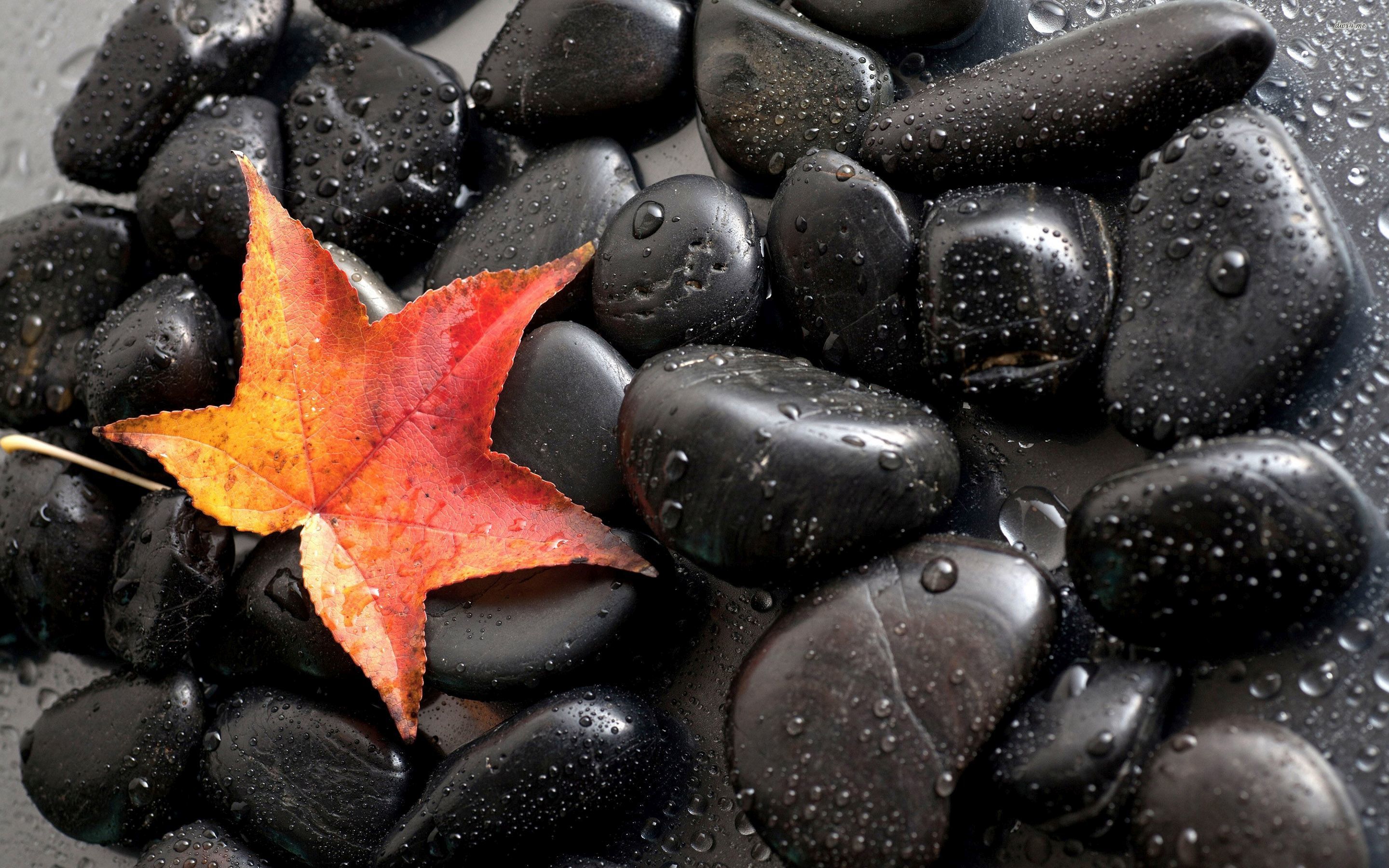 Pebbles And Leaf - HD Wallpaper 