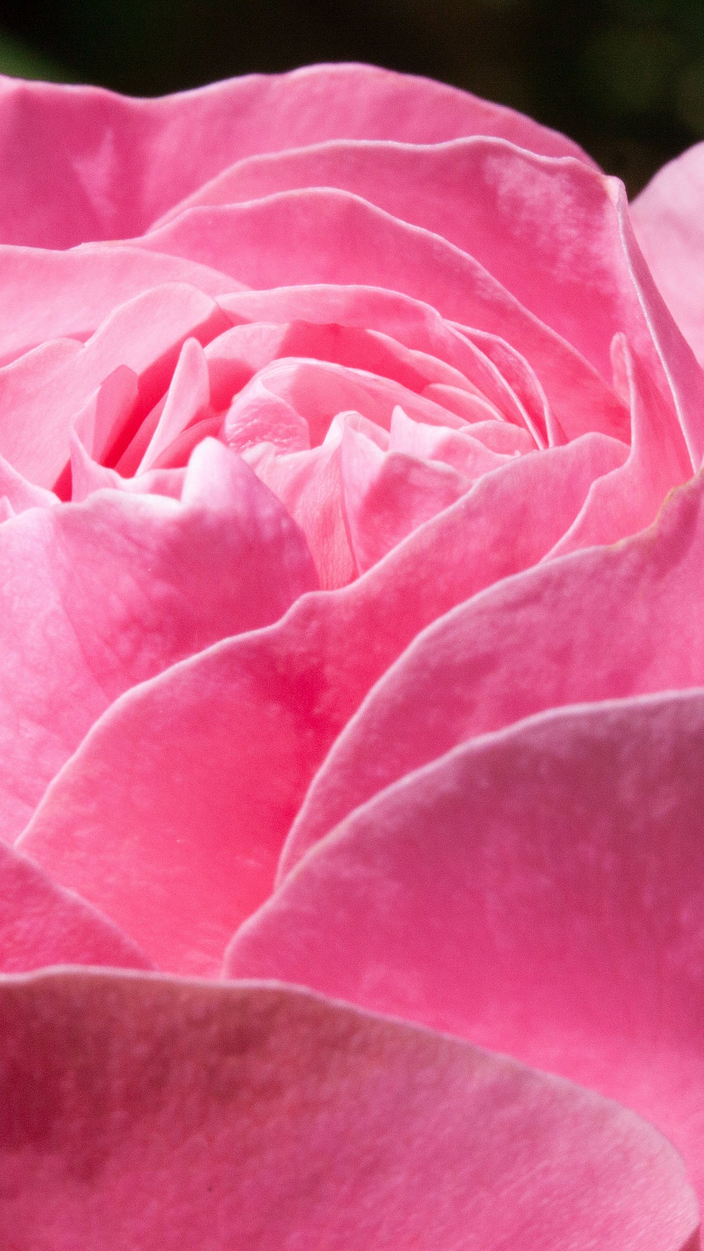 Pink Rose Hd Wallpapers For Mobile - 1440x2560 Wallpaper 
