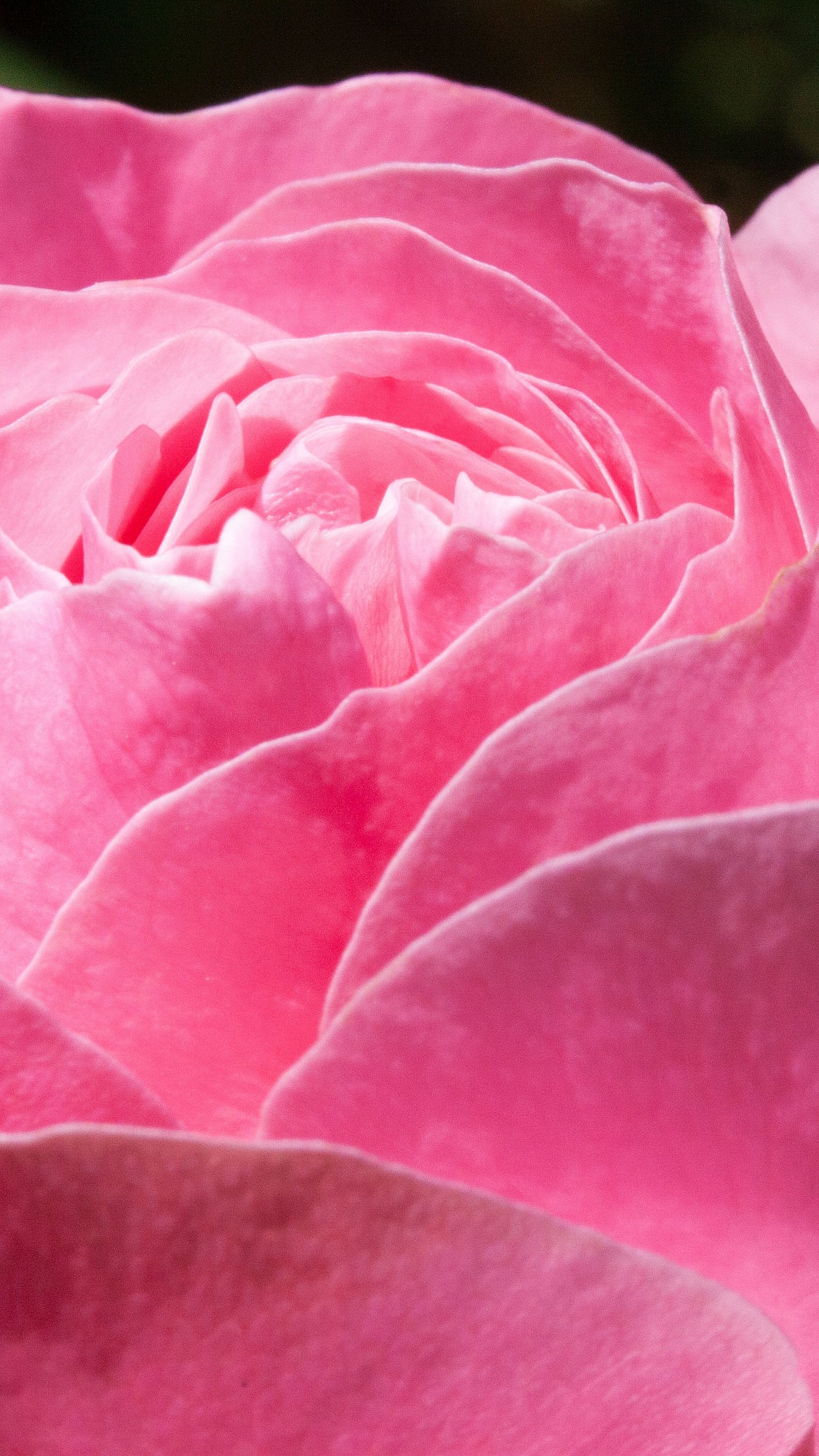 Pink Rose Hd Wallpapers For Mobile - HD Wallpaper 