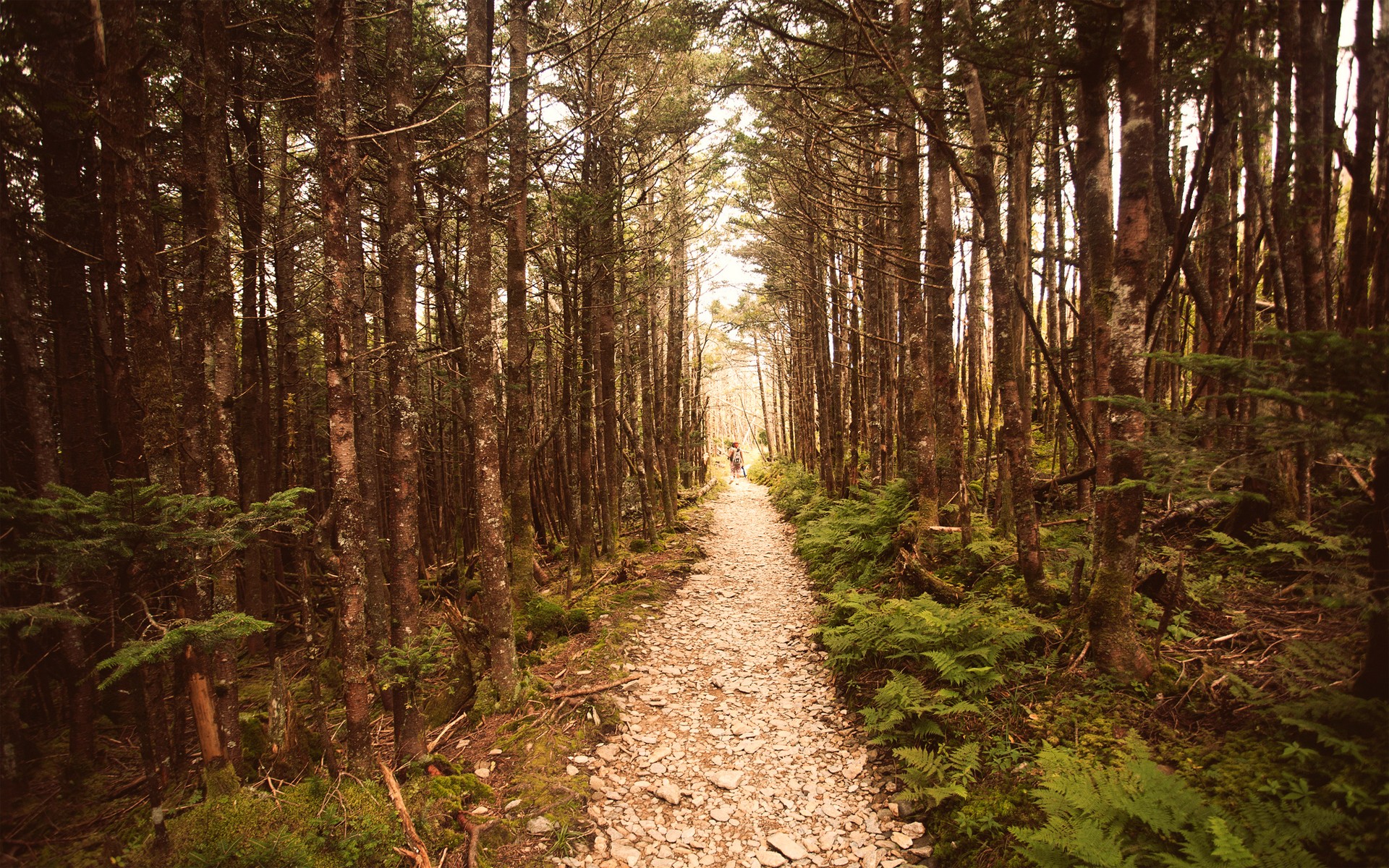 Lonely Path In The Woods - Road Through The Woods - HD Wallpaper 