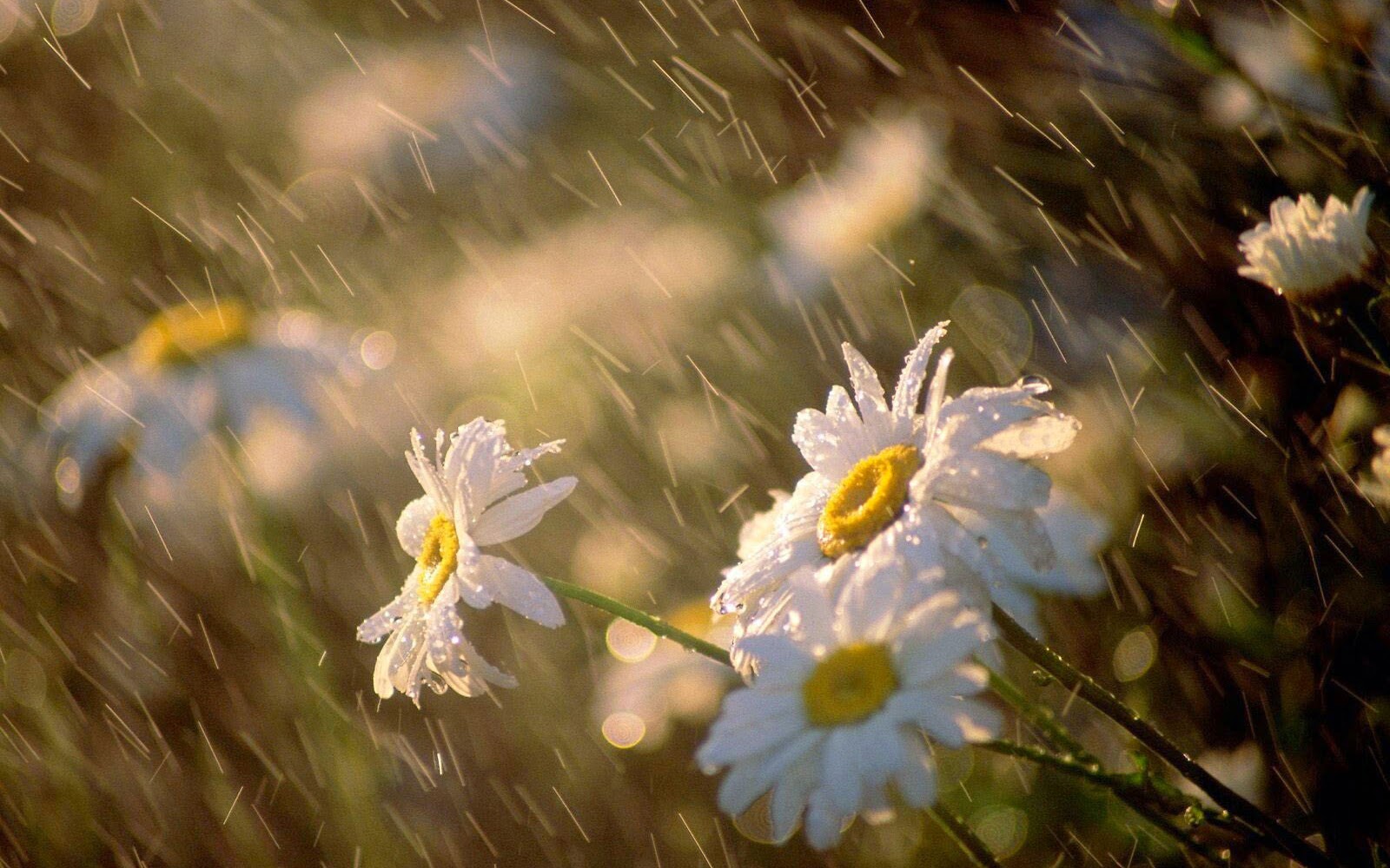 Rainy Day Sms With Wallpaper Quotessync Blogger - Nature Beautiful Rain Photography - 1600x1000 Wallpaper Rainy Day Sms With Wallpaper Quotessync Blogger - Nature Beautiful Rain Photography - 1600x1000 Wallpaper