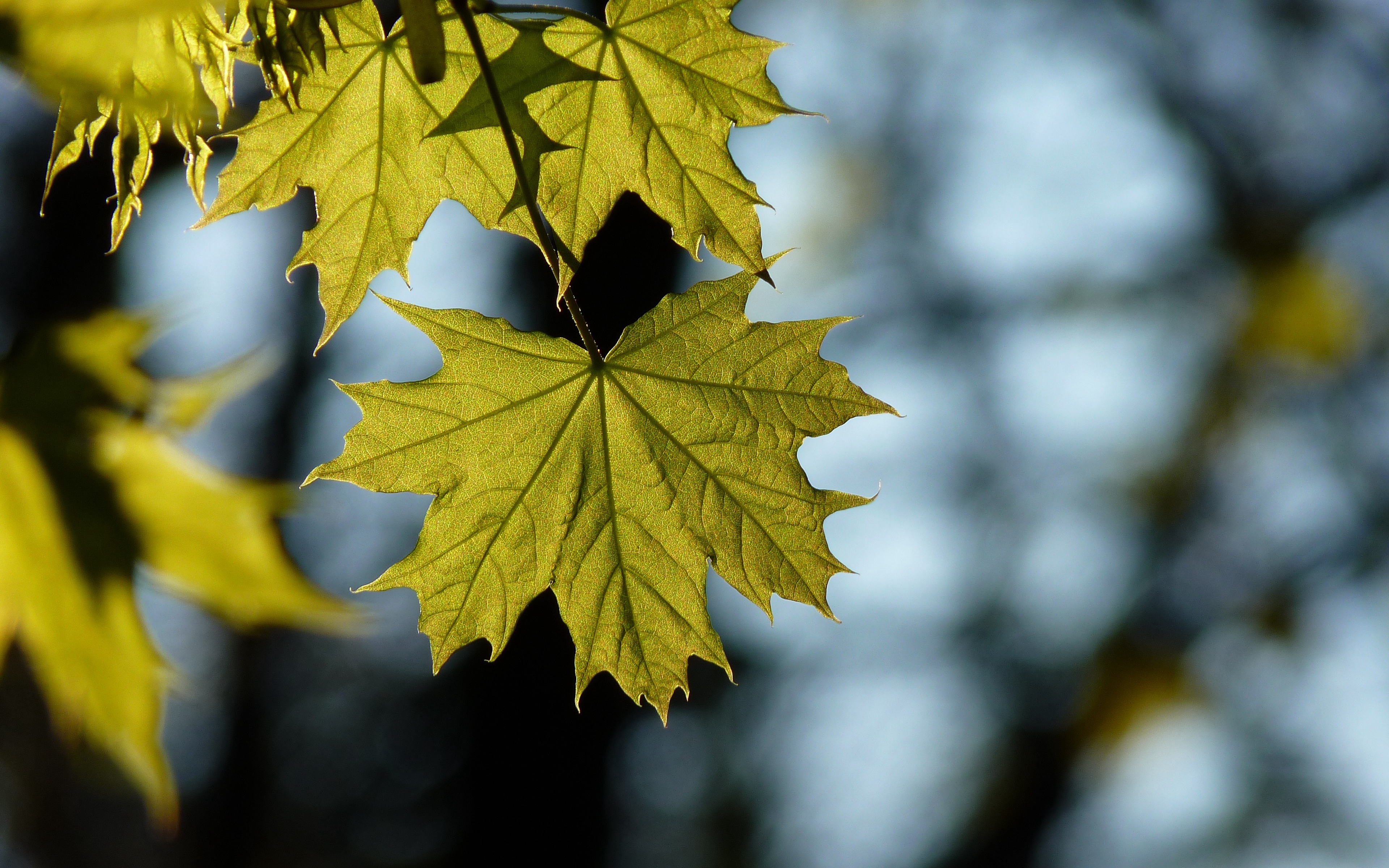 Wallpaper Maple, Leaf, Blur - Full Screen Blur Background Hd - HD Wallpaper 