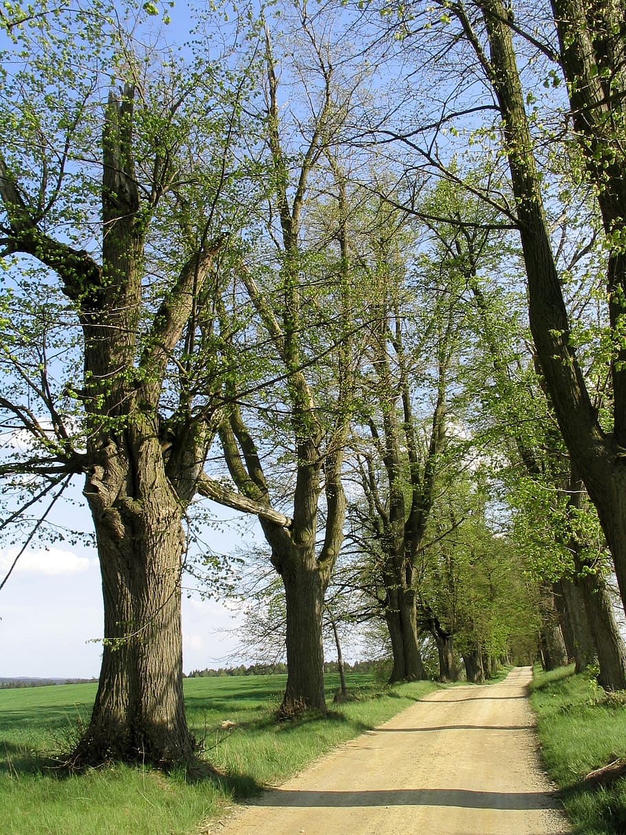 Trees, Avenue, Away, Spring, Czech Republic, South - Stromy V České Přírodě - HD Wallpaper 