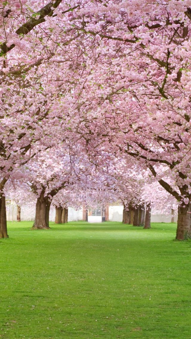 Trees, 4k, Hd Wallpaper, Blossom, Park, Pink - 4k Wallpaper For Iphone Cherry Blossom - HD Wallpaper 