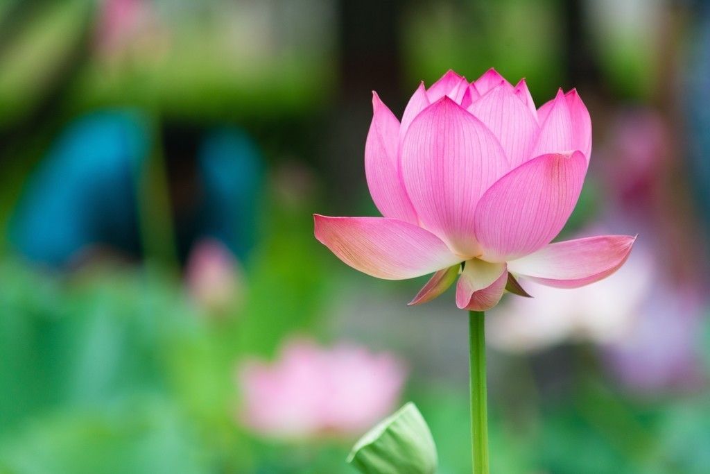 Pink Lotus Flower - HD Wallpaper 