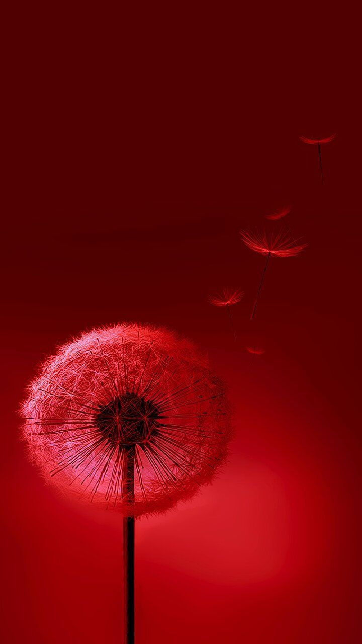 Beautiful Mobile Cute Wallpaper Hd - 720x1280 Wallpaper Beautiful Mobile Cute Wallpaper Hd - 720x1280 Wallpaper