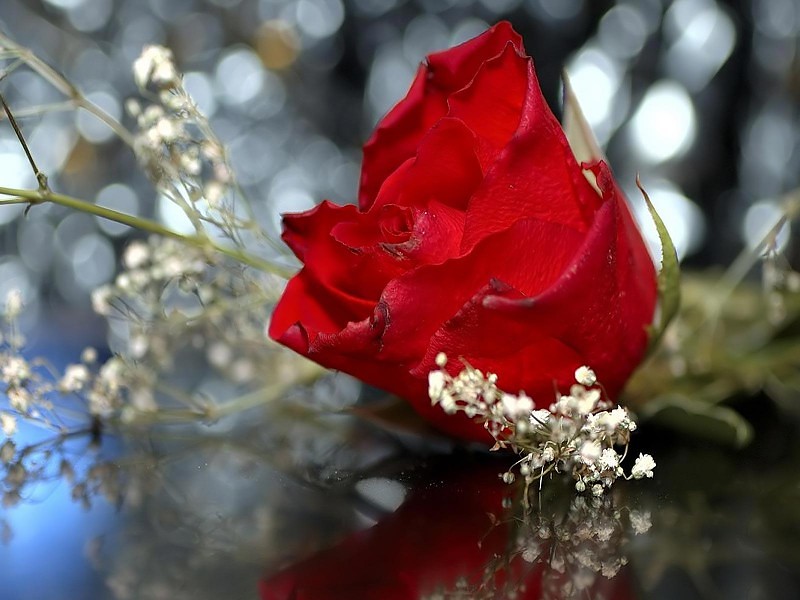 Beautiful Wedding Rose Wallpaper - Red Rose Pictures To Download - HD Wallpaper 