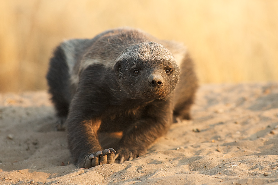 Honey Badger Head - HD Wallpaper 