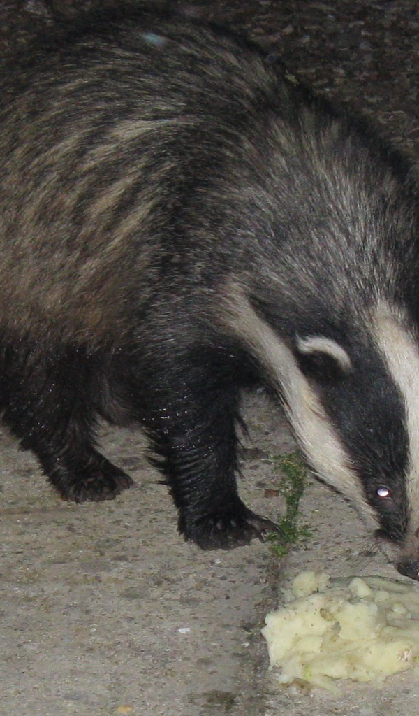 Badger - HD Wallpaper 