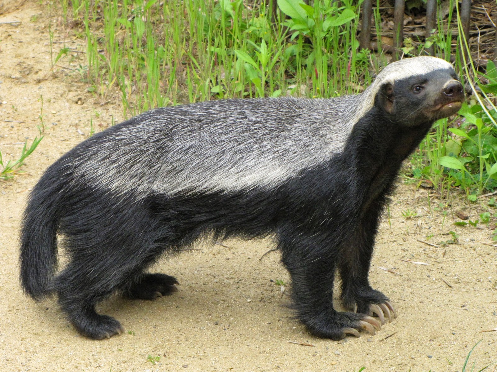 Honey Badger Pup - HD Wallpaper 