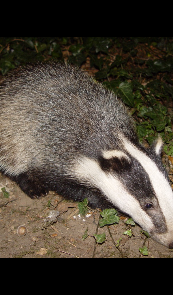 Clean Badger Wallpaper For Iphone - HD Wallpaper 