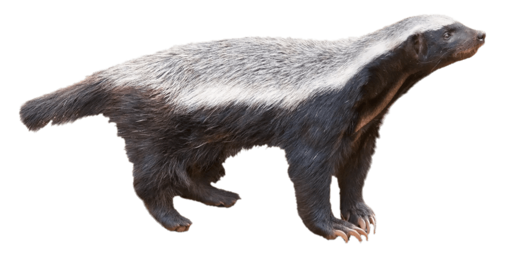 Honey Badger Transparent Png - Honey Badger Png - HD Wallpaper 