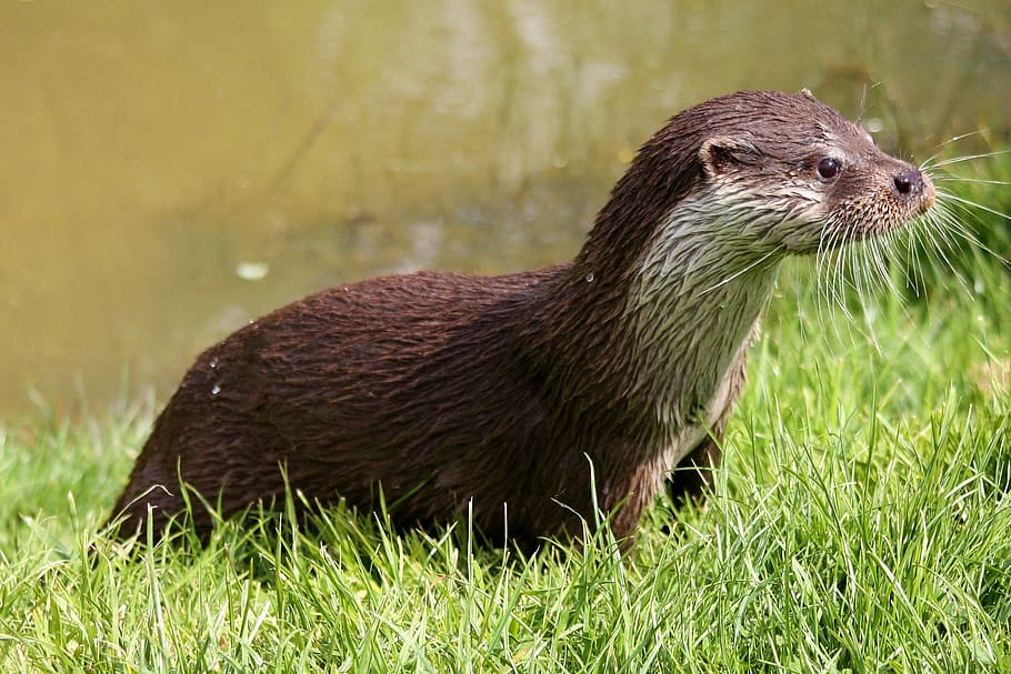 Otter Uk - HD Wallpaper 