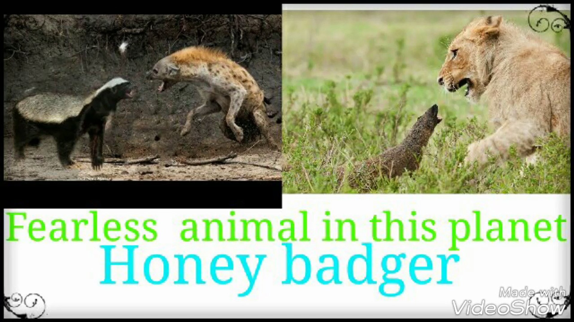 Mongoose Size - HD Wallpaper 