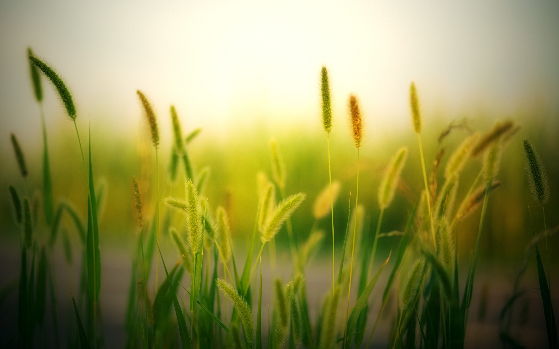 Blur, Field, Plants, Meadow, Nature, Wallpaper - HD Wallpaper 