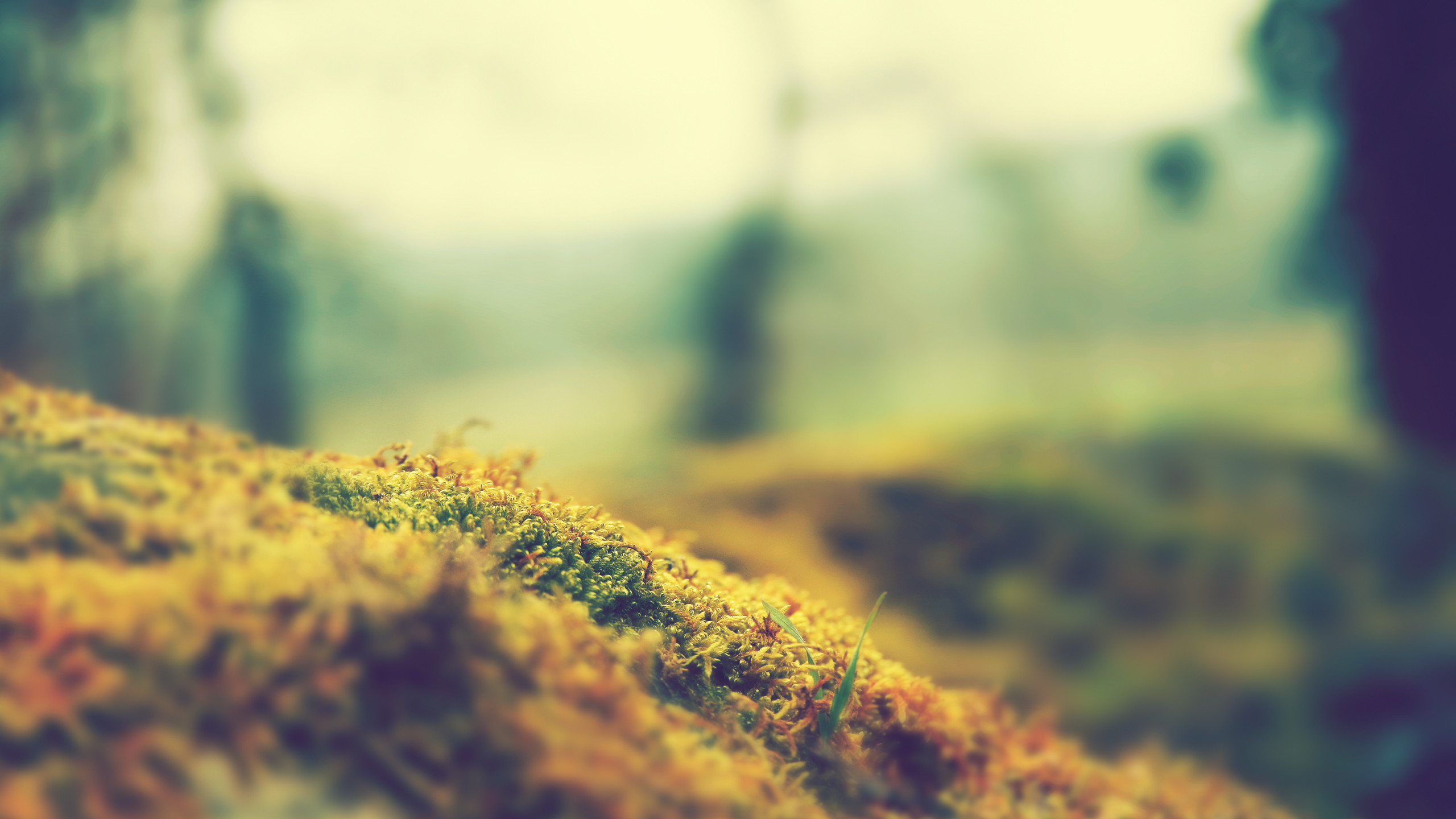 Tholotis Blur Android Apps On Google Play - Tilt Shift Photography Nature - HD Wallpaper 