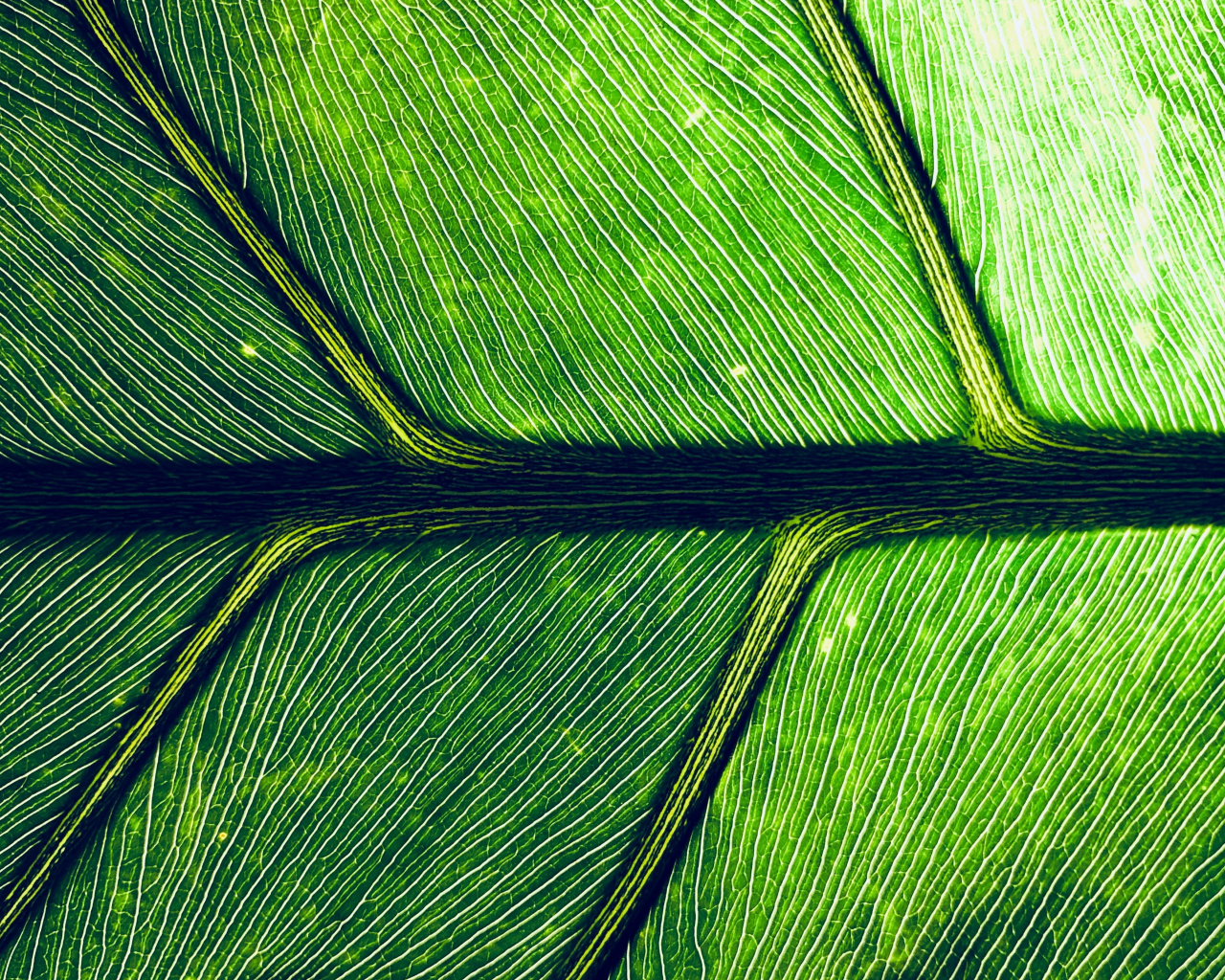 Leaf, Veins, Macro, Green, Wallpaper - HD Wallpaper 
