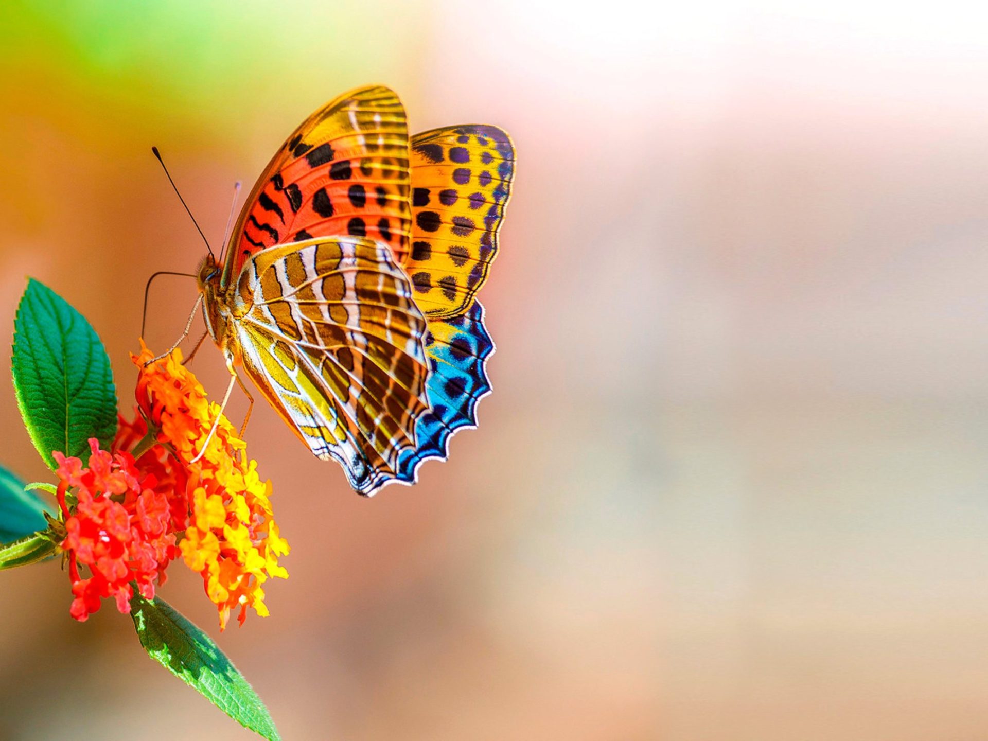 Colorful Butterfly On Flower - HD Wallpaper 
