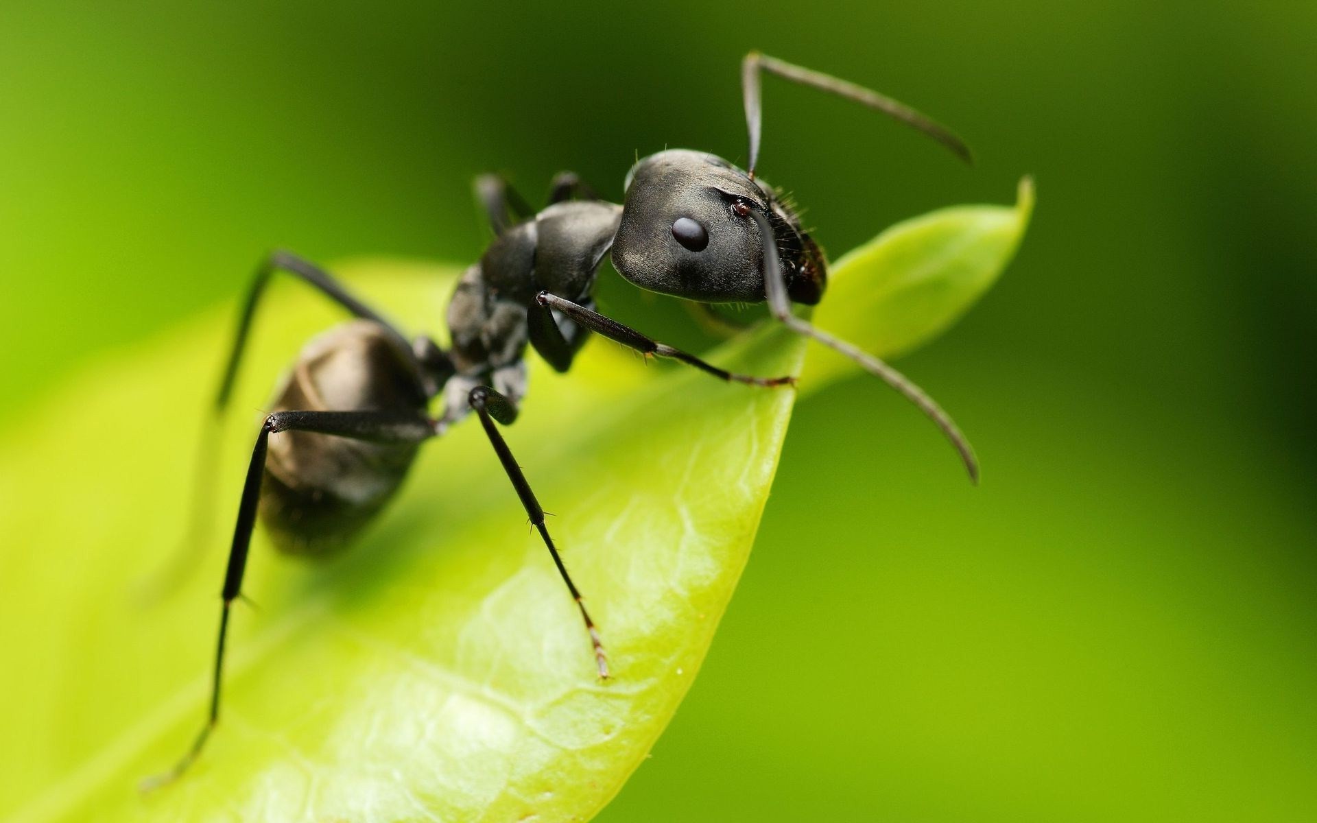 Animals Ants Insect Hymenoptera Macro Wallpapers Hd - Ant Hd - HD Wallpaper 