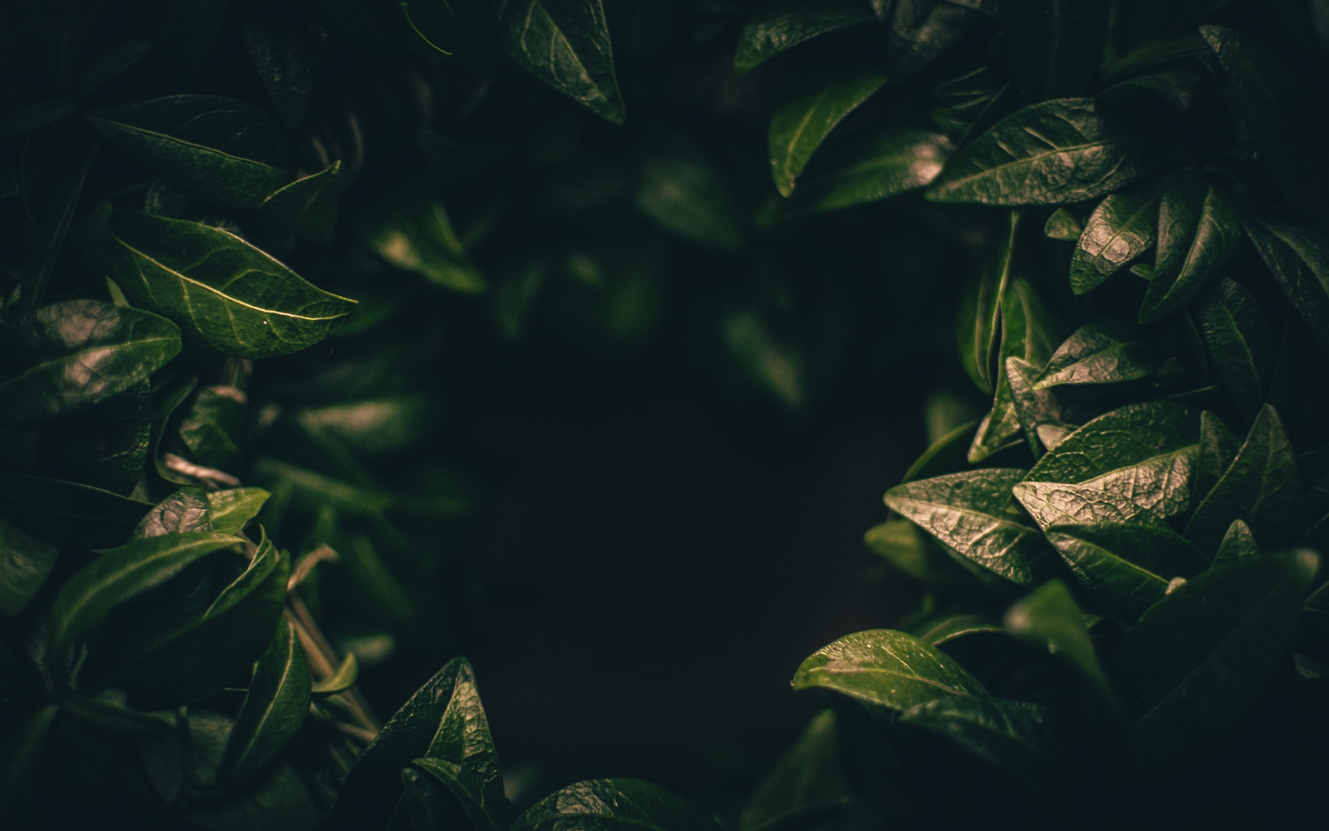 Wallpaper Leaves, Dark, Plant, Green, Blur, Closeup - Dark Plant Background  Hd - 1920x1200 Wallpaper 