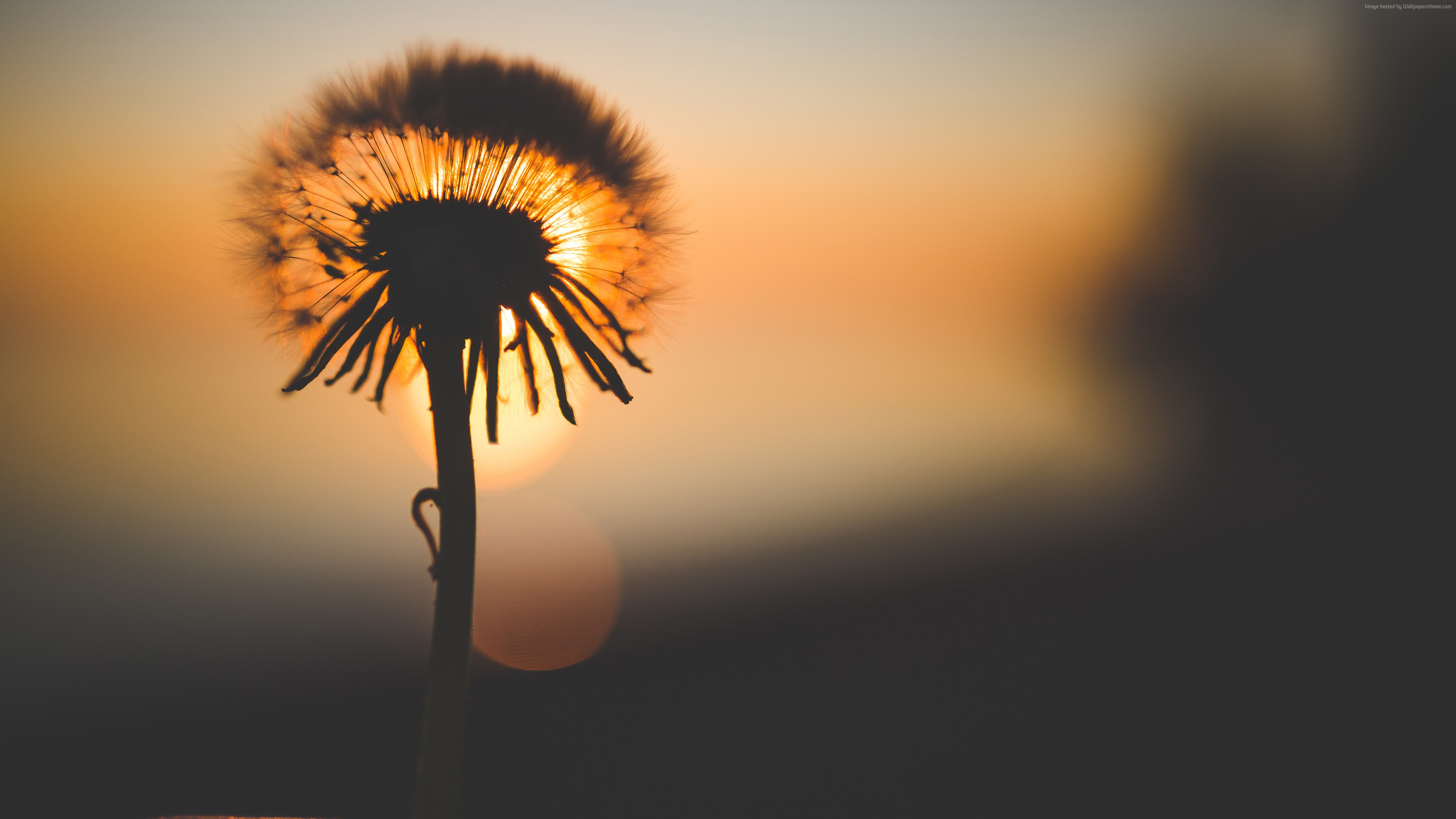 Stock Images Flower, Bokeh, Macro, 4k, 5k, Stock Images - Dandelion Wallpaper Hd - HD Wallpaper 