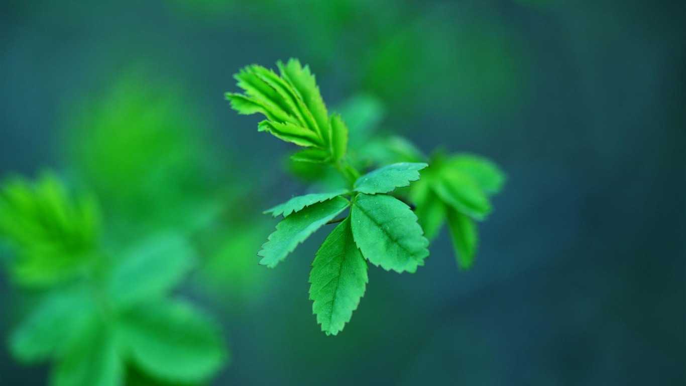 Green Leaf-plant Macro Photography Wallpaper2012 - Zielony Tapety Na Telefon - HD Wallpaper 