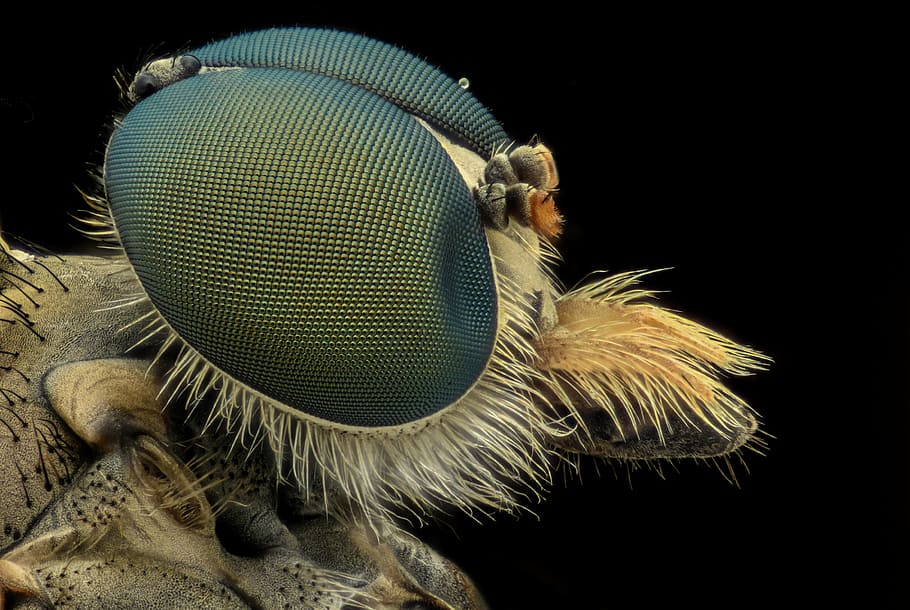 Microscopic Photography Of Insect, Bee, Macro, Eyes, - Biomimicry Eyes - HD Wallpaper 
