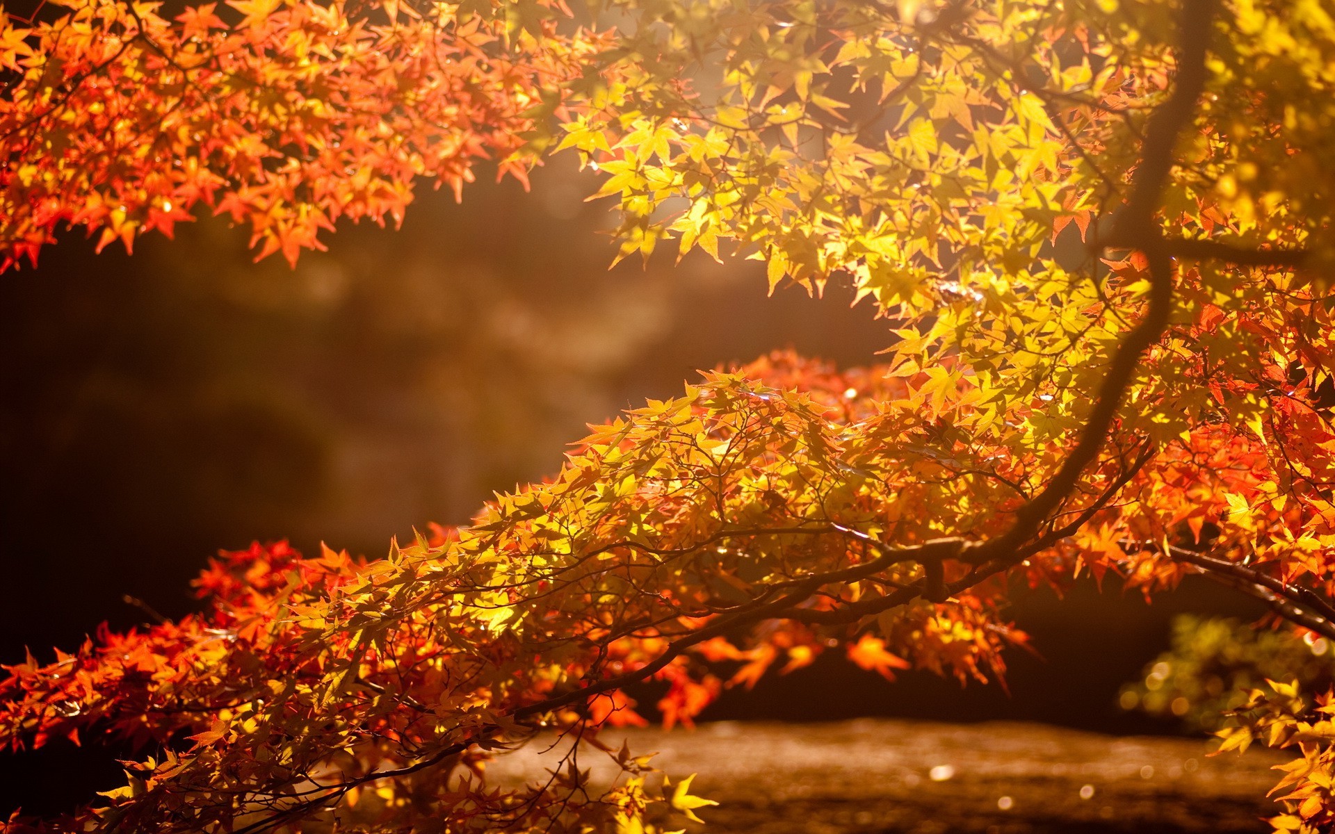 Photography Nature Fall - HD Wallpaper 