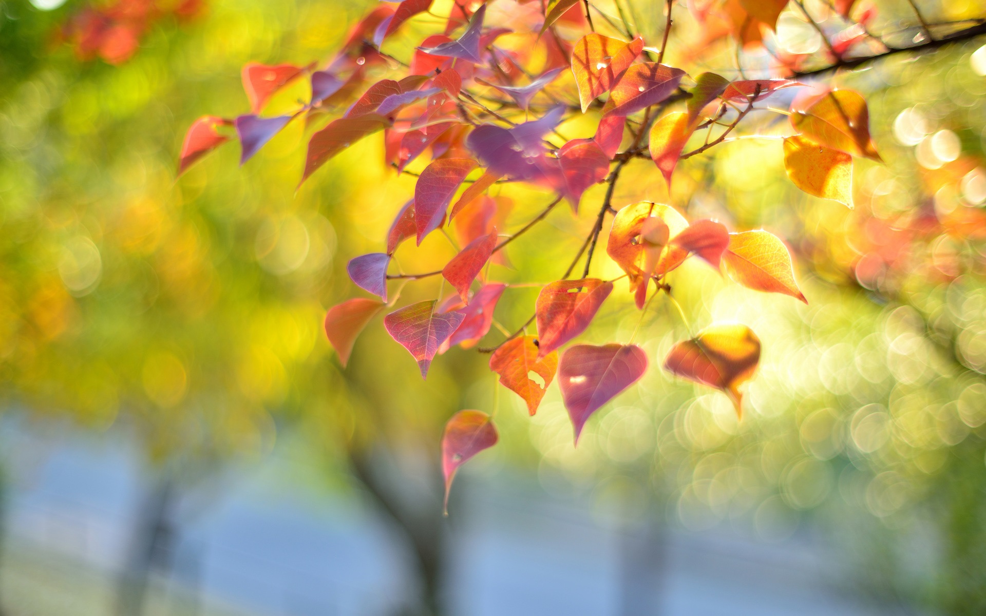 Wallpaper Nature, Branch, Red Leaves, Autumn, Blur - Naturaleza Desenfocada - HD Wallpaper 