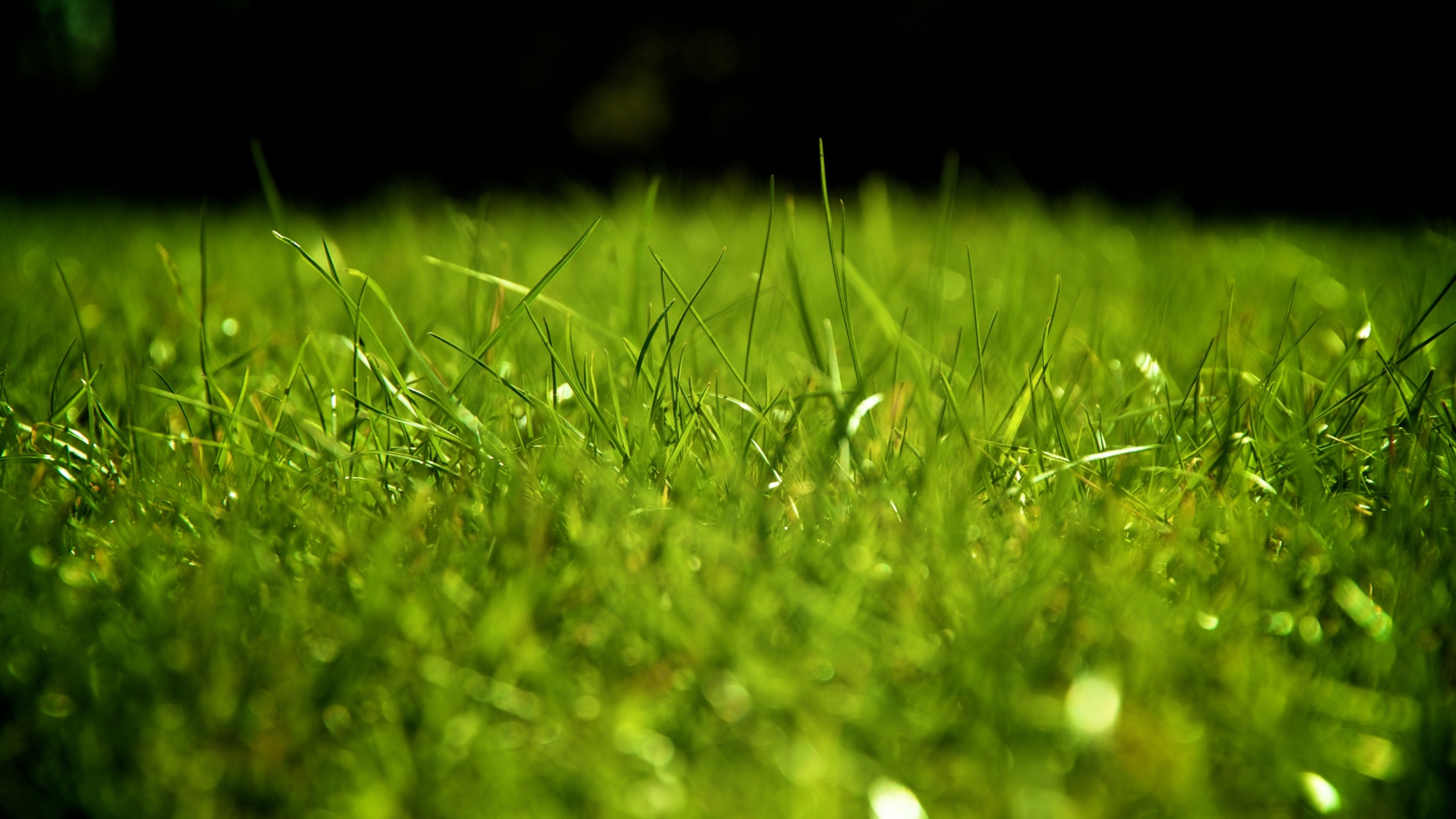 Grass Wallpaper 4k - HD Wallpaper 