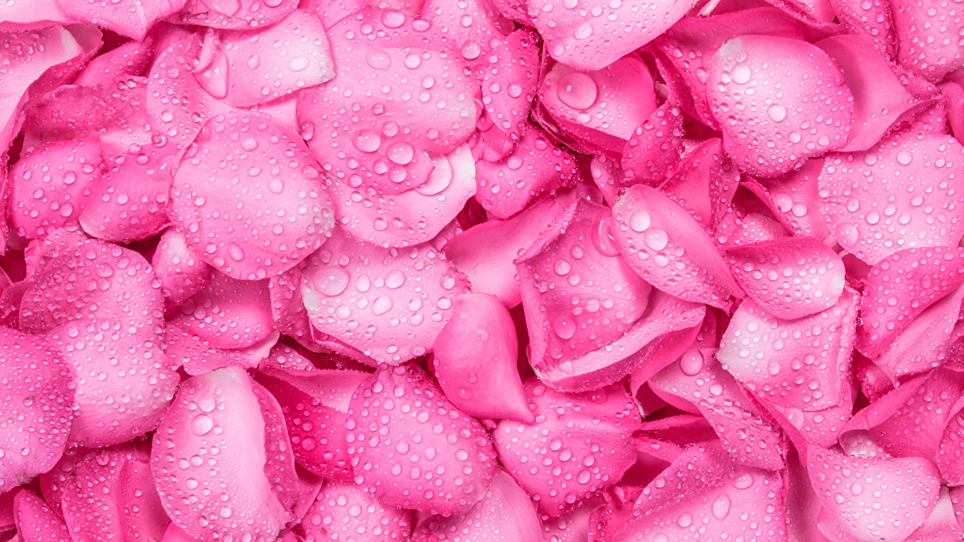 Pink Rose Petals Background - HD Wallpaper 