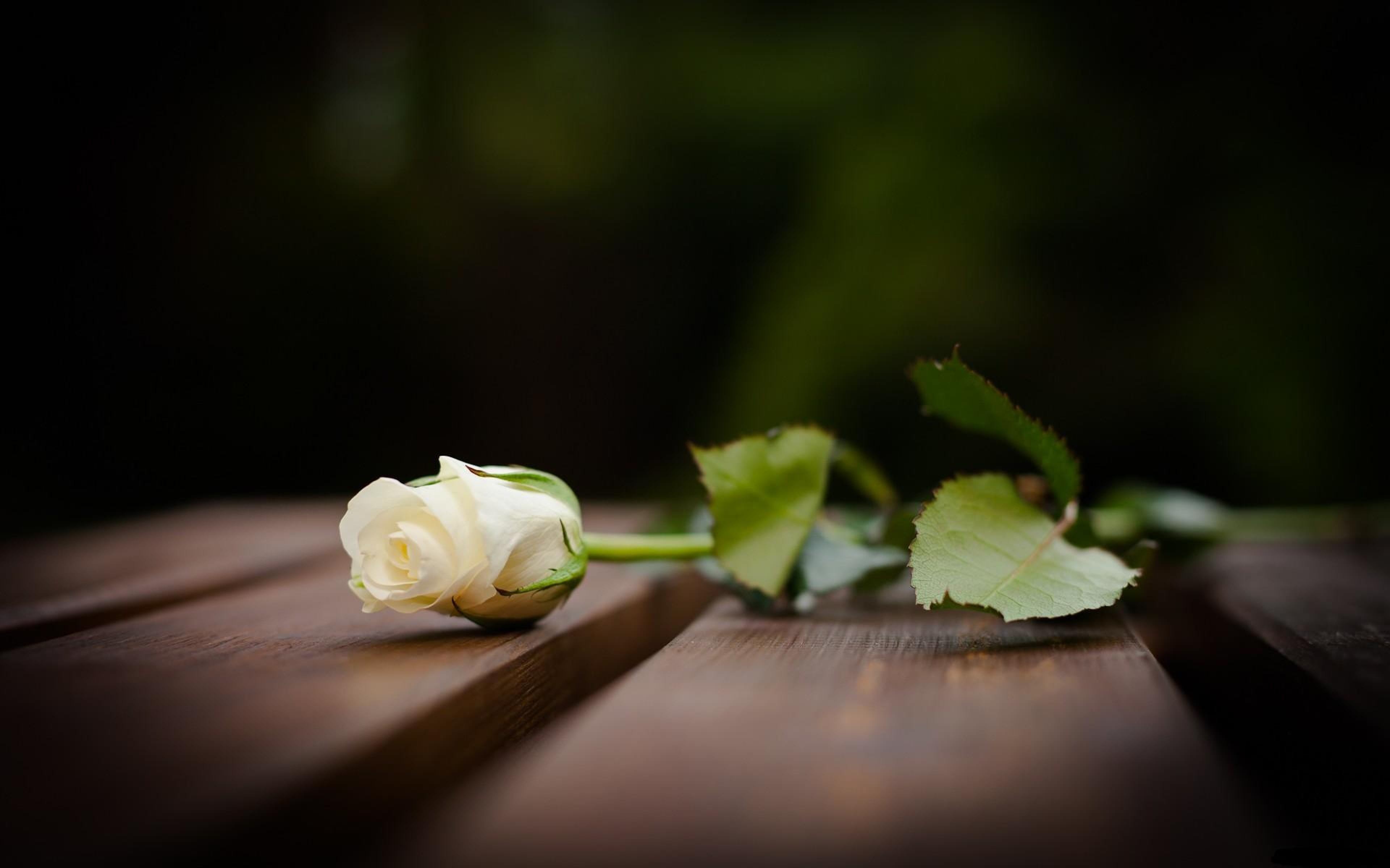 Blur Wallpapers Full Hd Free Download Wallpaperxyz - Pesame Despedida - HD Wallpaper 