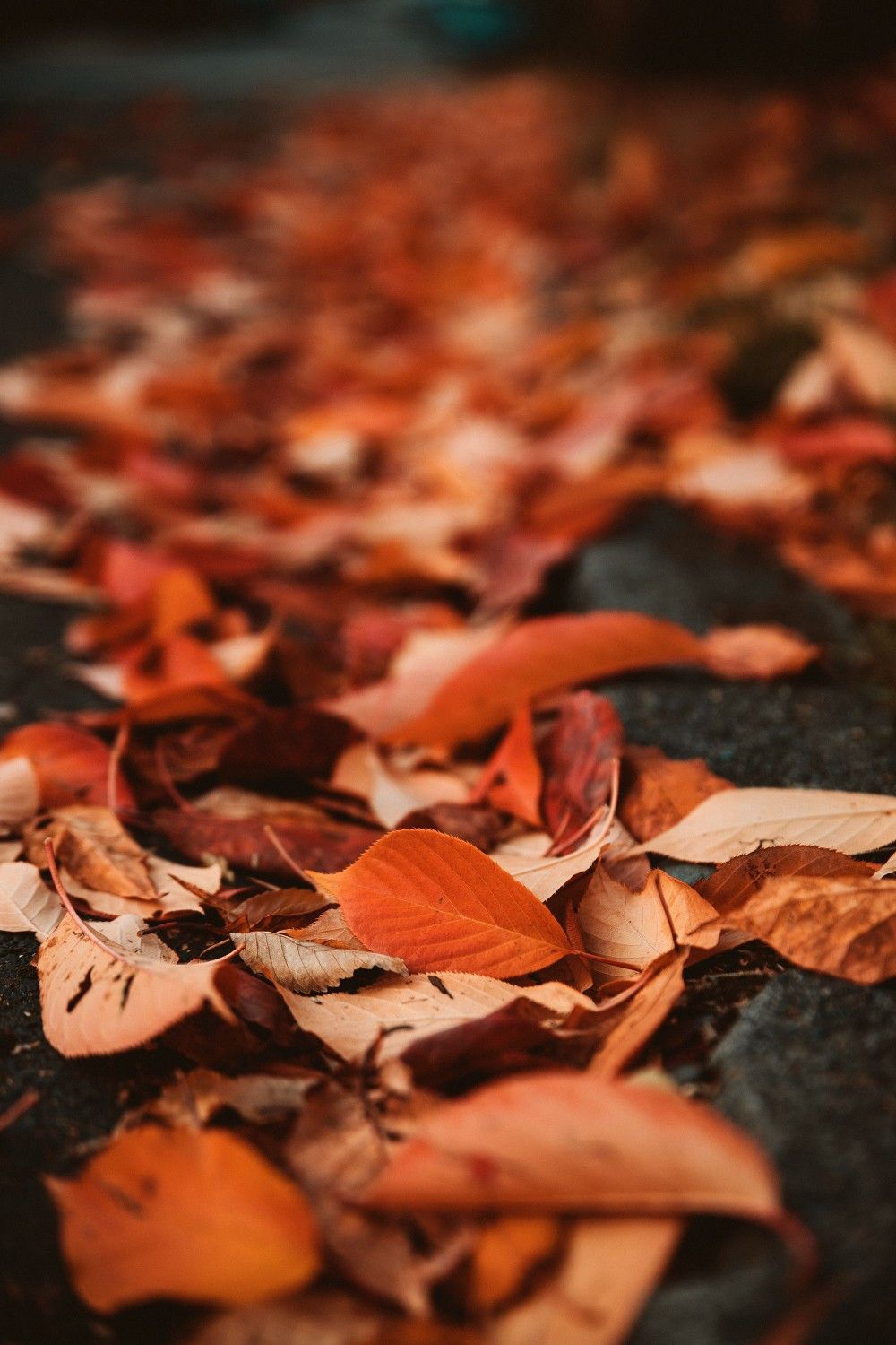 Dried Leaves Photography - 1000x1500 Wallpaper 