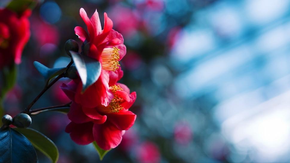 Red Flowers Blossom, Blue Blurred Background Wallpaper,red - Flowers With Blur Background - HD Wallpaper 