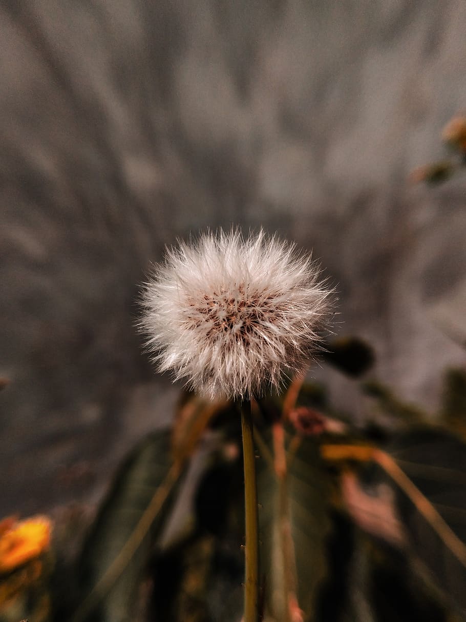 Blossom, Flower, Hd Wallpaper, Blurred Background, - New Good Night Gif For Whatsapp - HD Wallpaper 