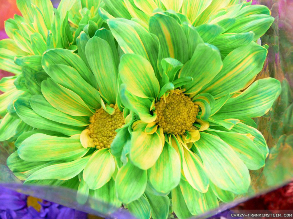 Lime Green Light Green Flowers - HD Wallpaper 
