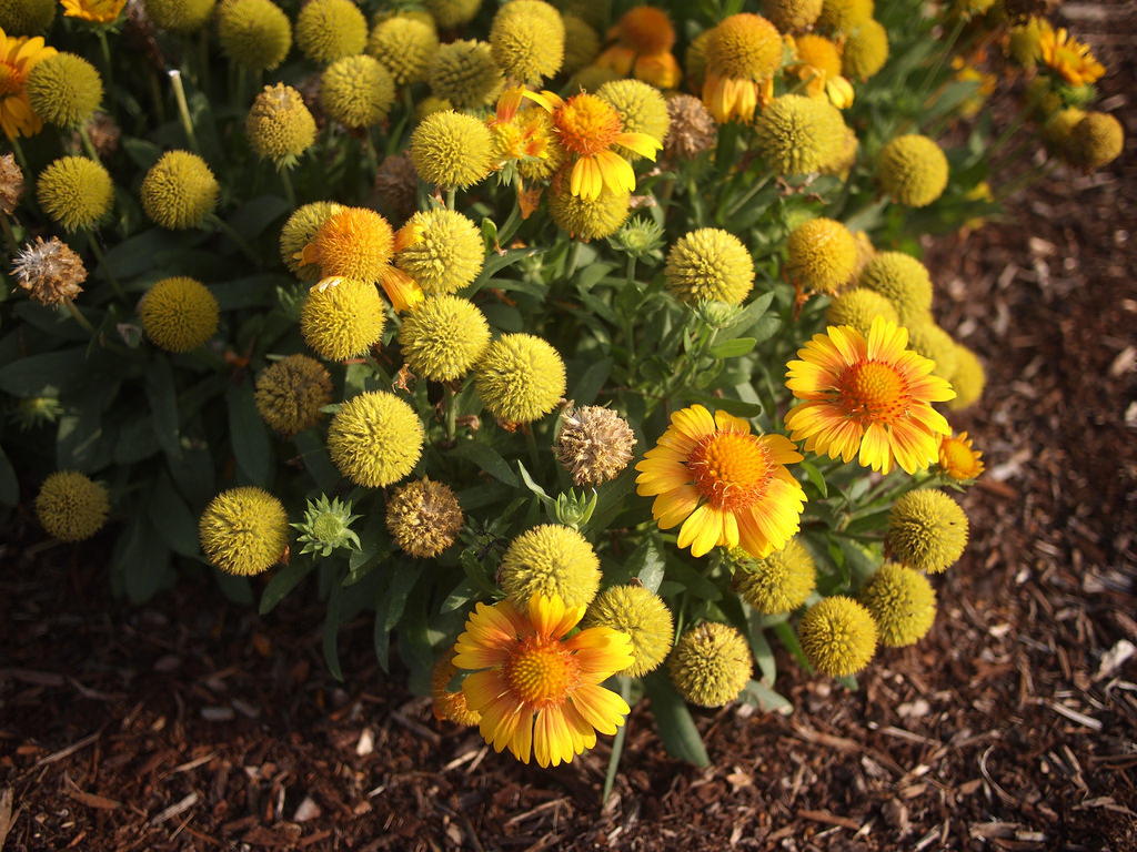 89, - Common Zinnia - HD Wallpaper 