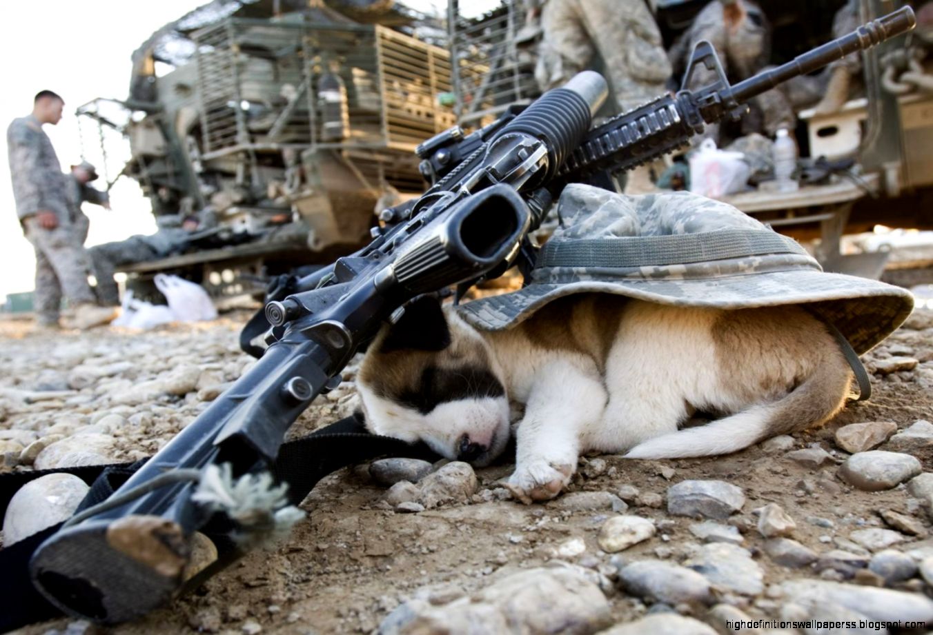 Animal In War Zone Wallpaper Size - Flower In War Zone - HD Wallpaper 