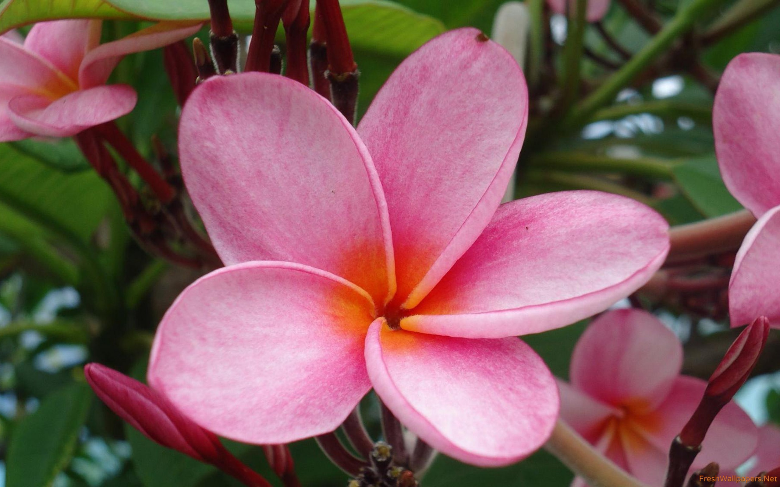 Frangipani - HD Wallpaper 