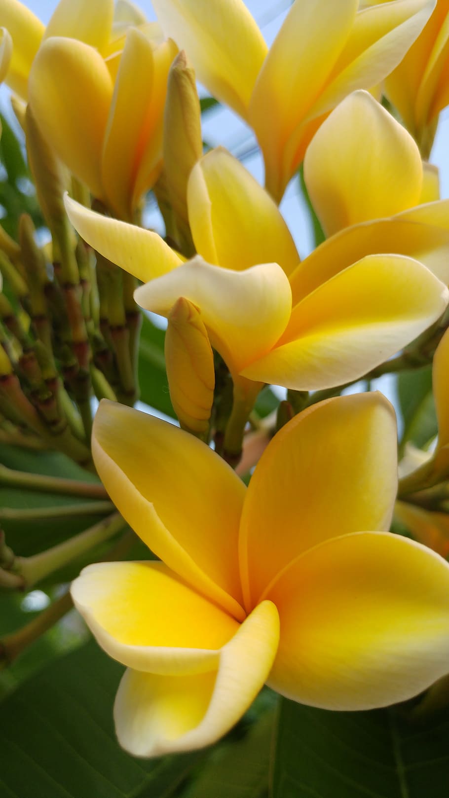 Bali, Plumeria, Frangipani, Flowers, Plants, Fresh, - Yellow Flower In Bali - HD Wallpaper 