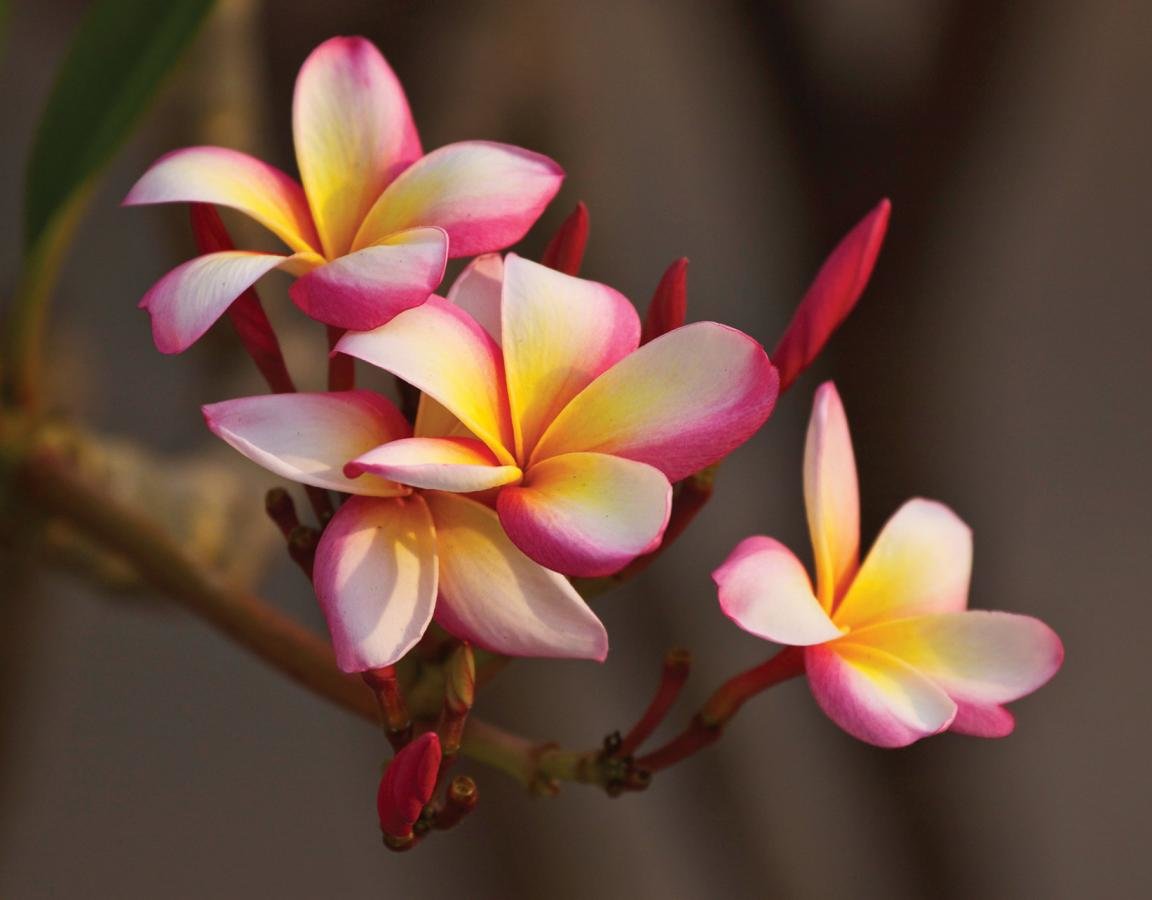 Free Download Plumeria Wallpaper Id - Non Voglio Grandi Cose Dalla Vita - HD Wallpaper 