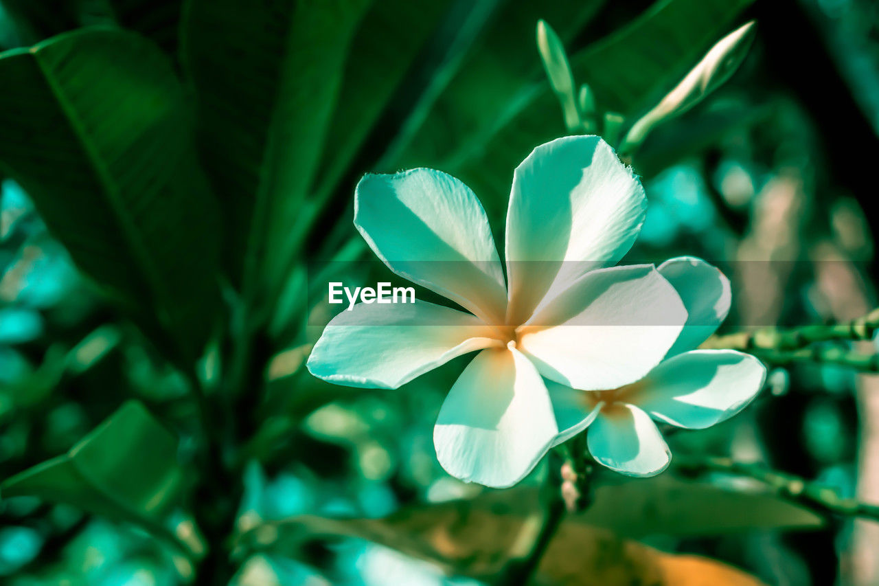 Frangipani - HD Wallpaper 