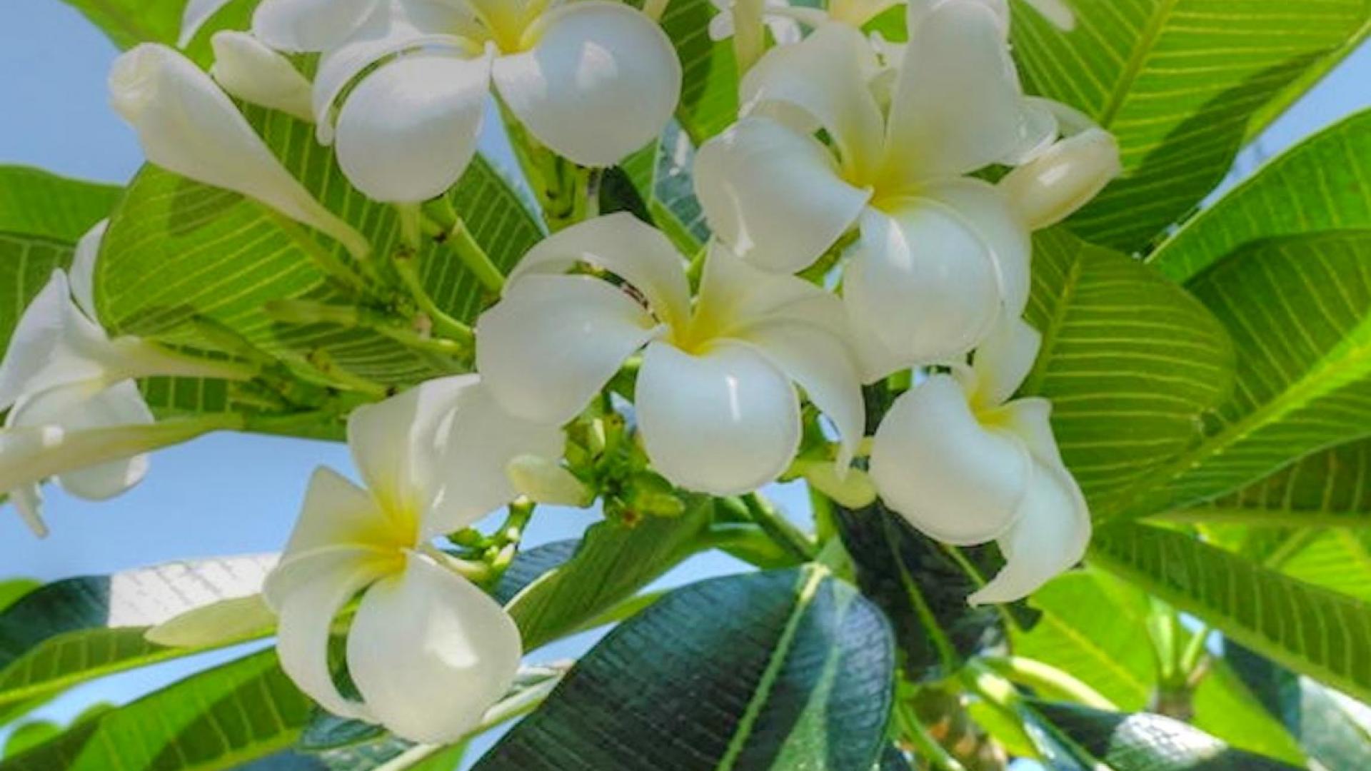 Frangipani Wallpaper For Computer - Frangipani - HD Wallpaper 