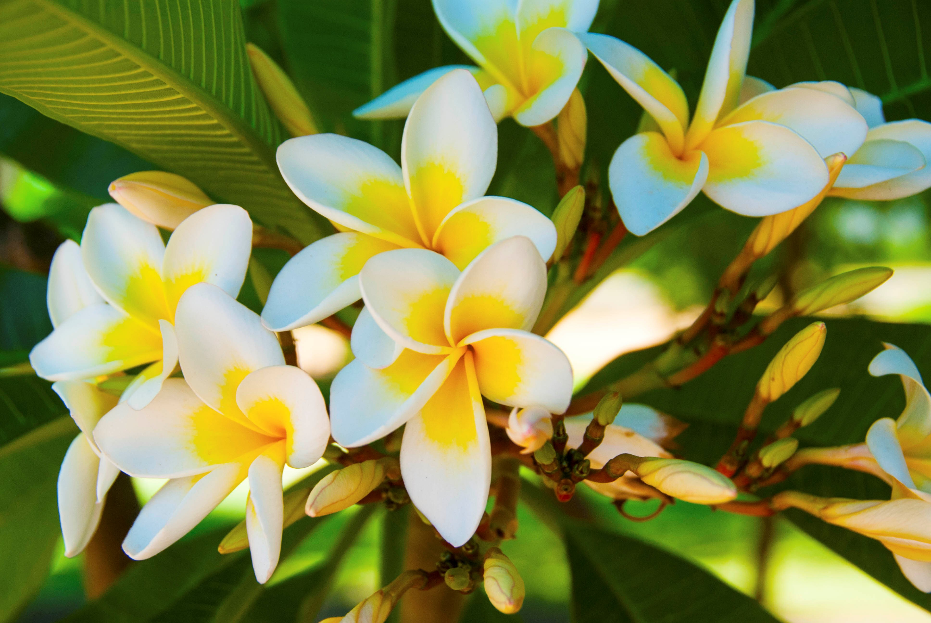 African Plumeria - HD Wallpaper 